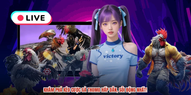 Khám phá kèo cược gà Thomo hấp dẫn, sôi động nhất!